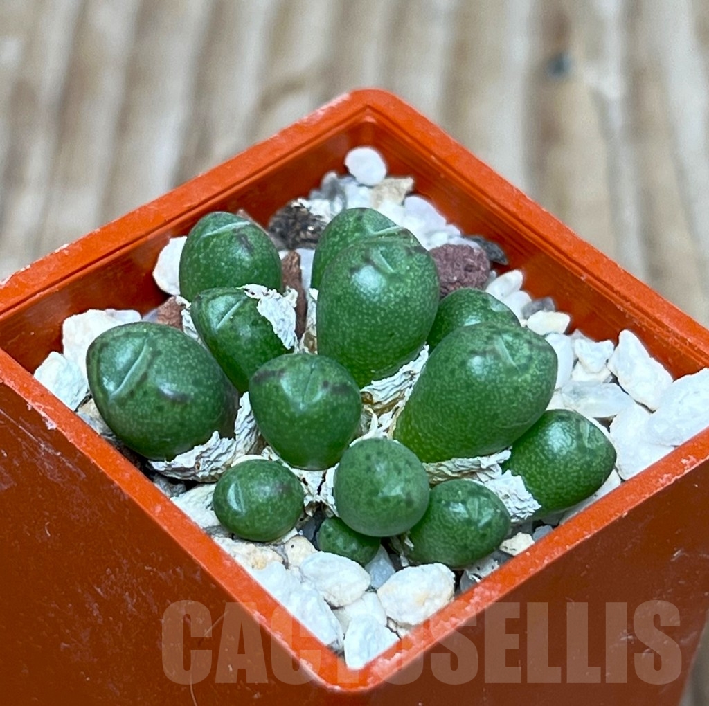 SHP15706 Conophytum loeschianum 'Bloedrift'