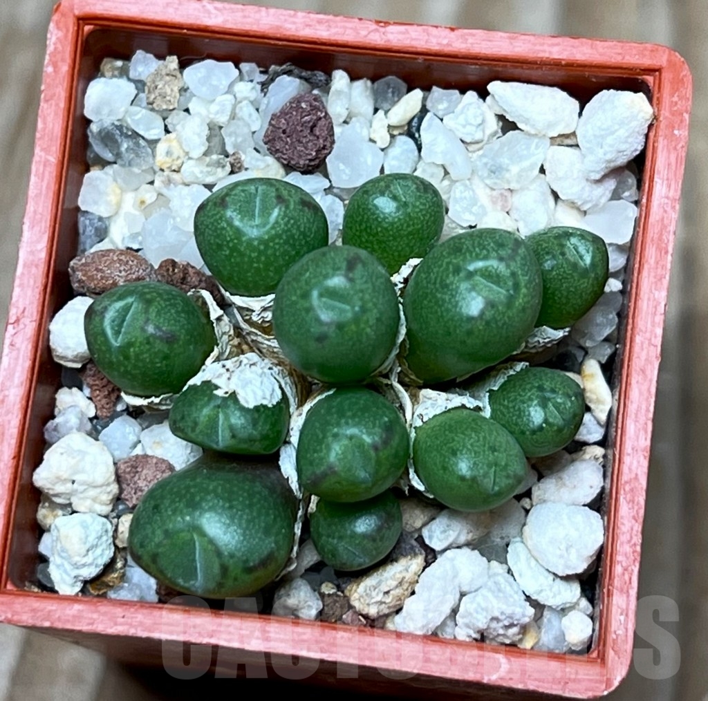 SHP15706 Conophytum loeschianum 'Bloedrift' - Image 2
