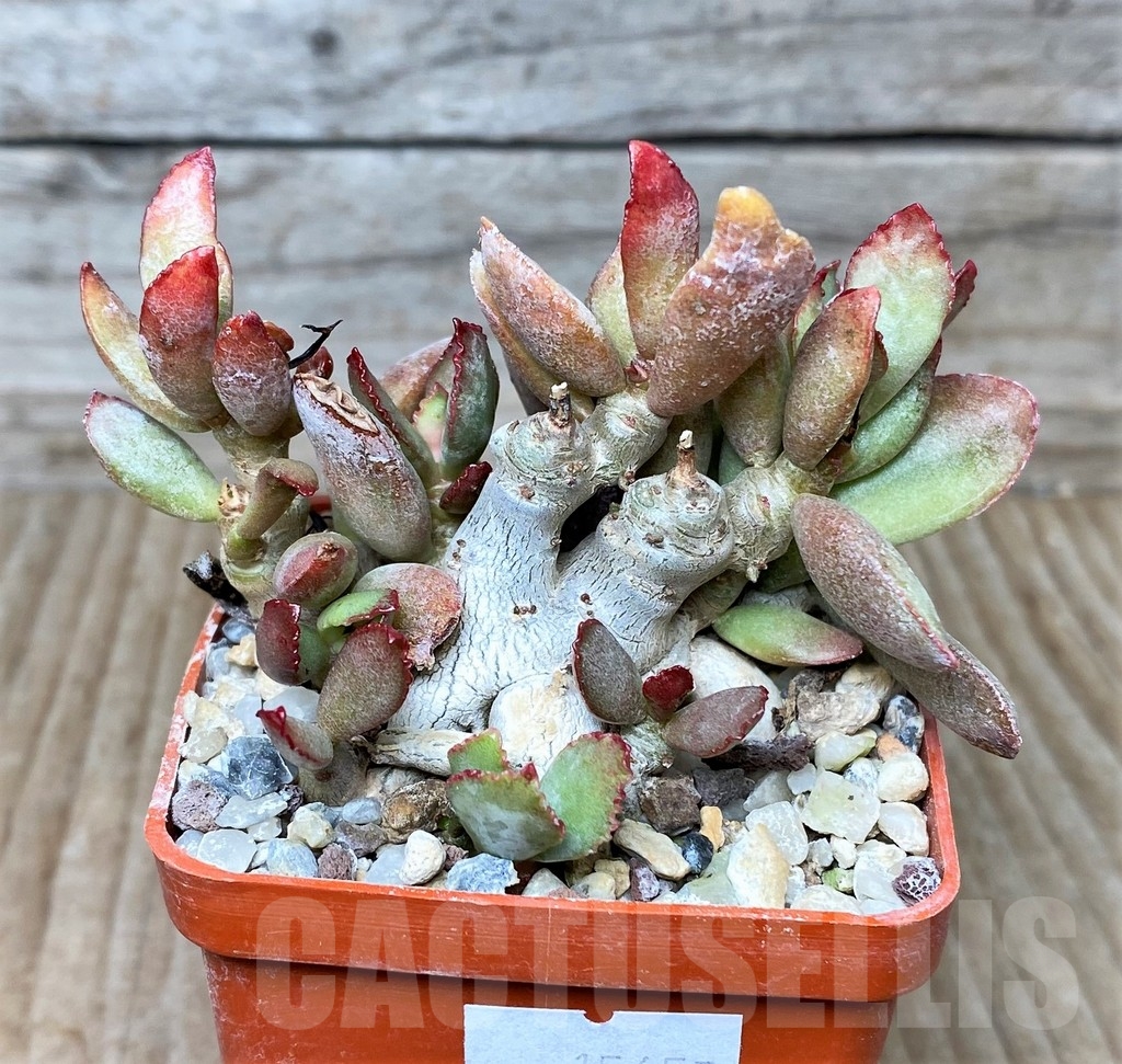 SHPR15657 Adromischus schuldtianus -SE. Warnbad- - Image 2