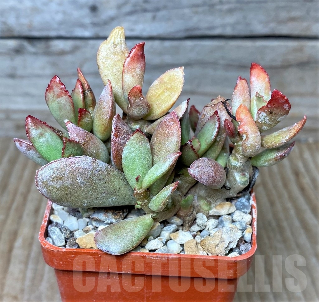 SHPR15657 Adromischus schuldtianus -SE. Warnbad-