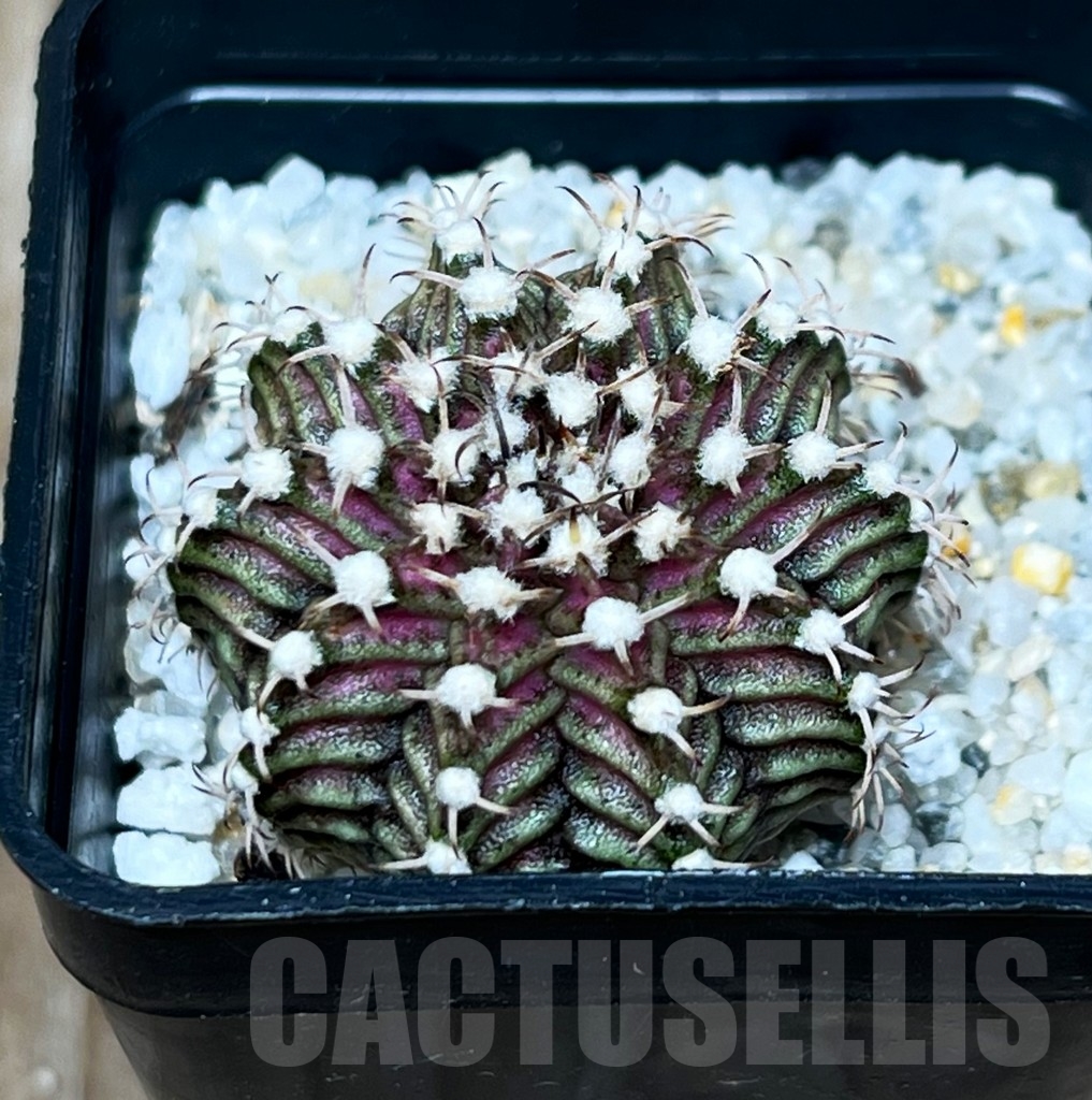 SHP15769 Gymnocalycium mihanovichii 'T-rex' - Image 2