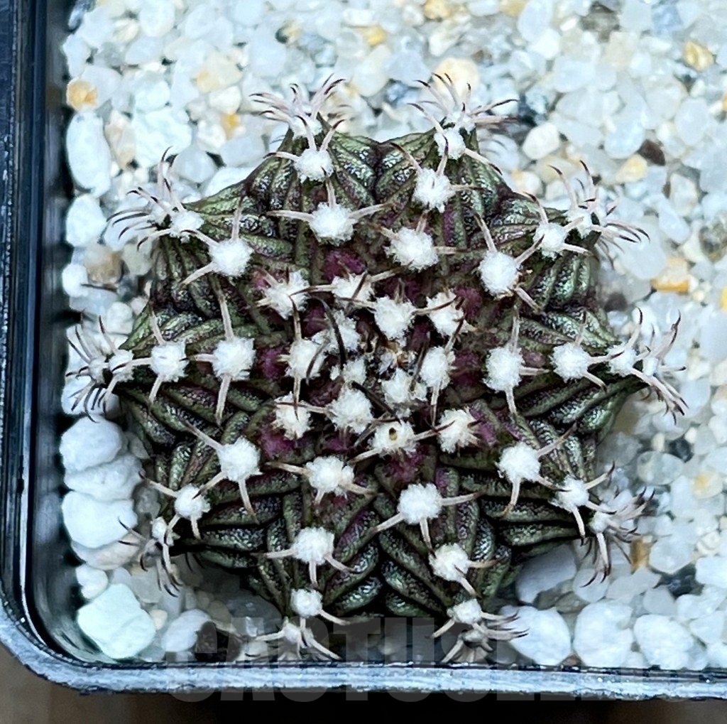 SHP15769 Gymnocalycium mihanovichii 'T-rex'