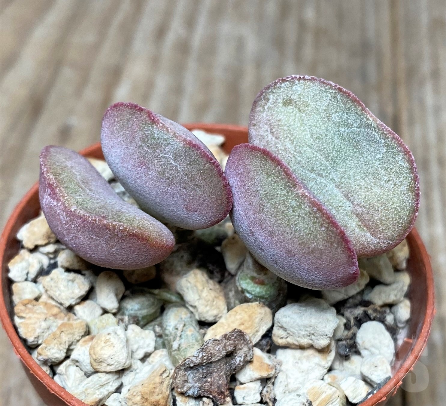 SHPR15716 Adromischus marianiae v. hallii