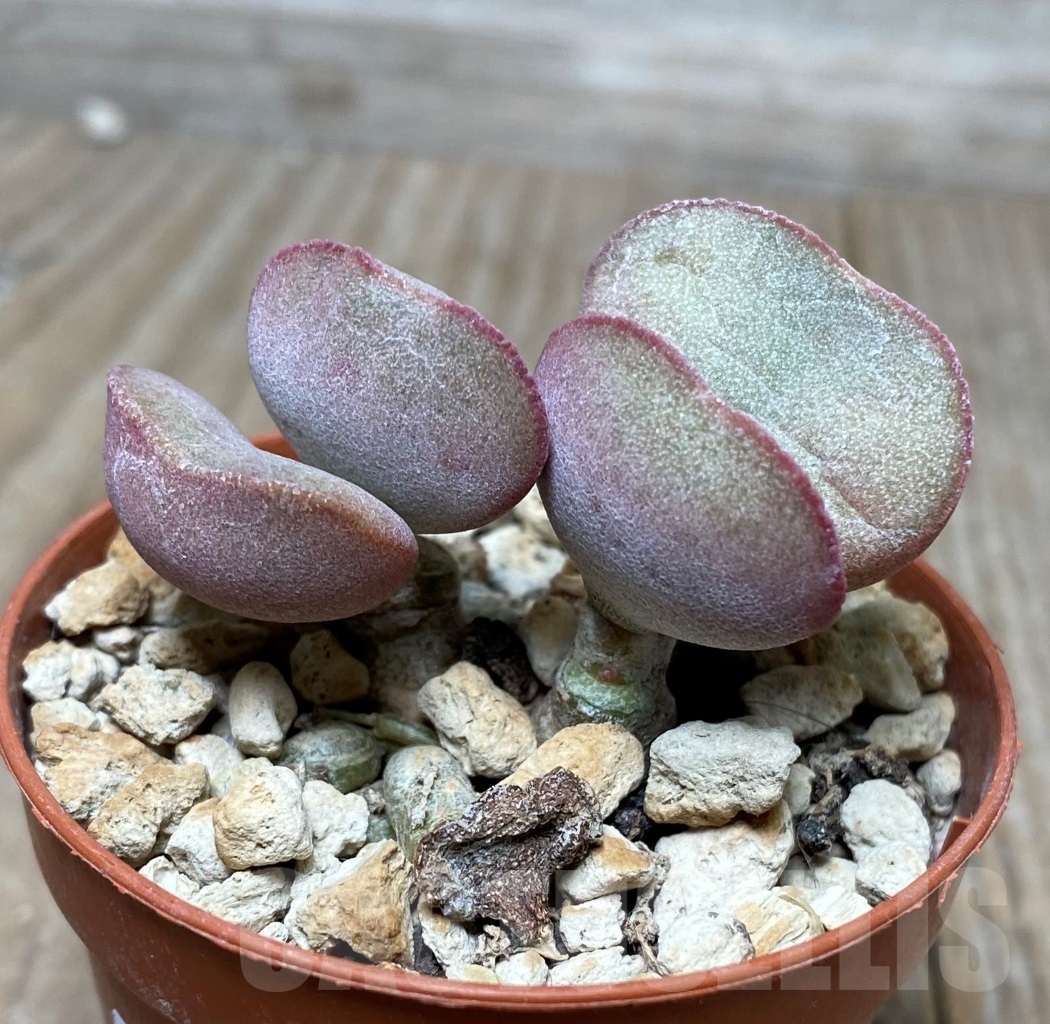 SHPR15716 Adromischus marianiae v. hallii - Image 2
