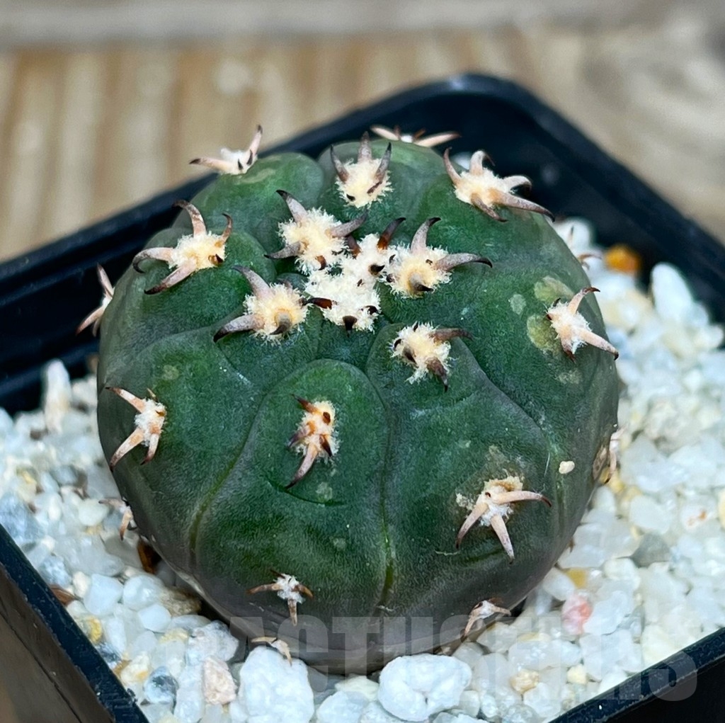 SHP15776 Gymnocalycium spegazzinii v. unguispinum