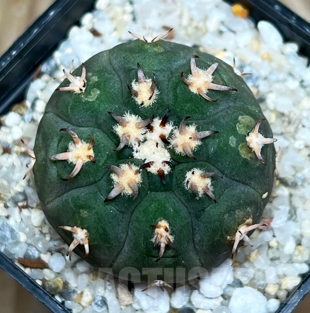SHP15776 Gymnocalycium spegazzinii v. unguispinum - Image 2