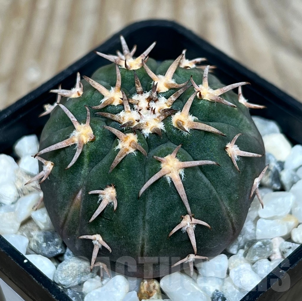 SHP15777 Gymnocalycium spegazzinii v. unguispinum