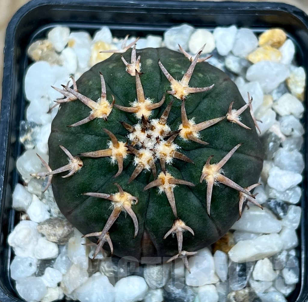SHP15777 Gymnocalycium spegazzinii v. unguispinum - Image 2