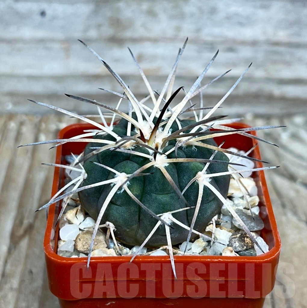 SHP15786 Gymnocalycium spegazzinii LF 63 B