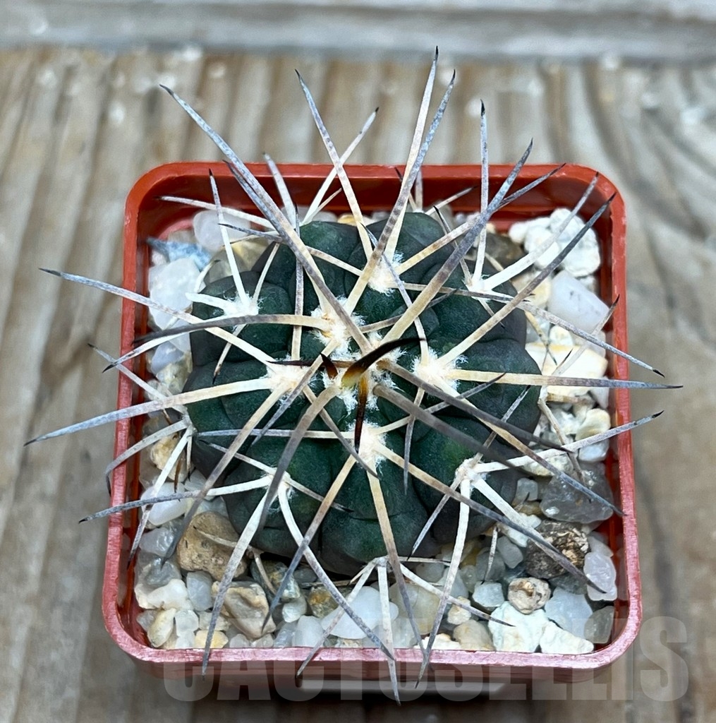 SHP15786 Gymnocalycium spegazzinii LF 63 B - Imagen 2