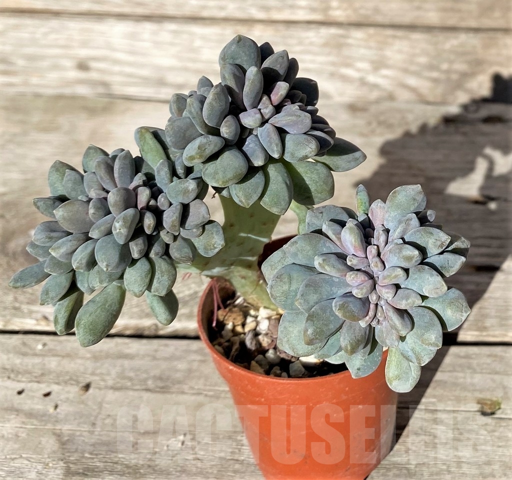 SHPR15731 Echeveria f. cristata