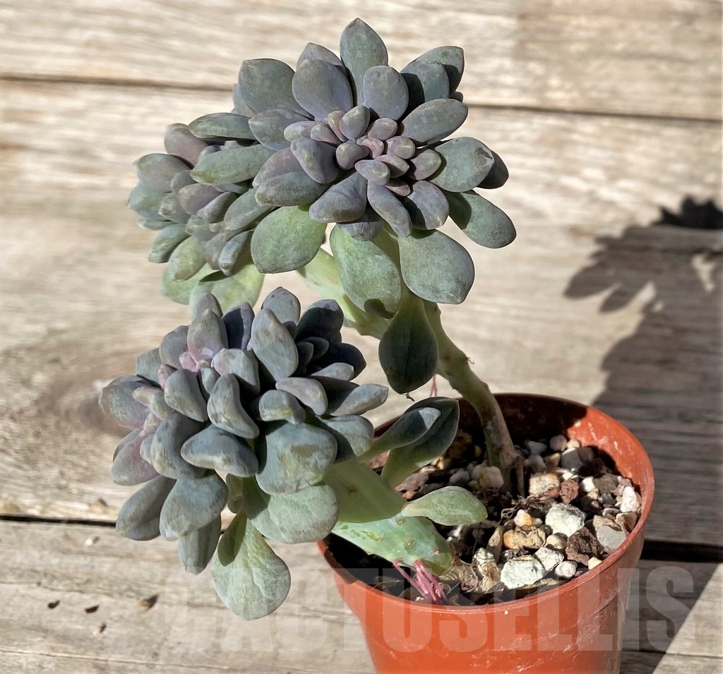 SHPR15731 Echeveria f. cristata - Image 2