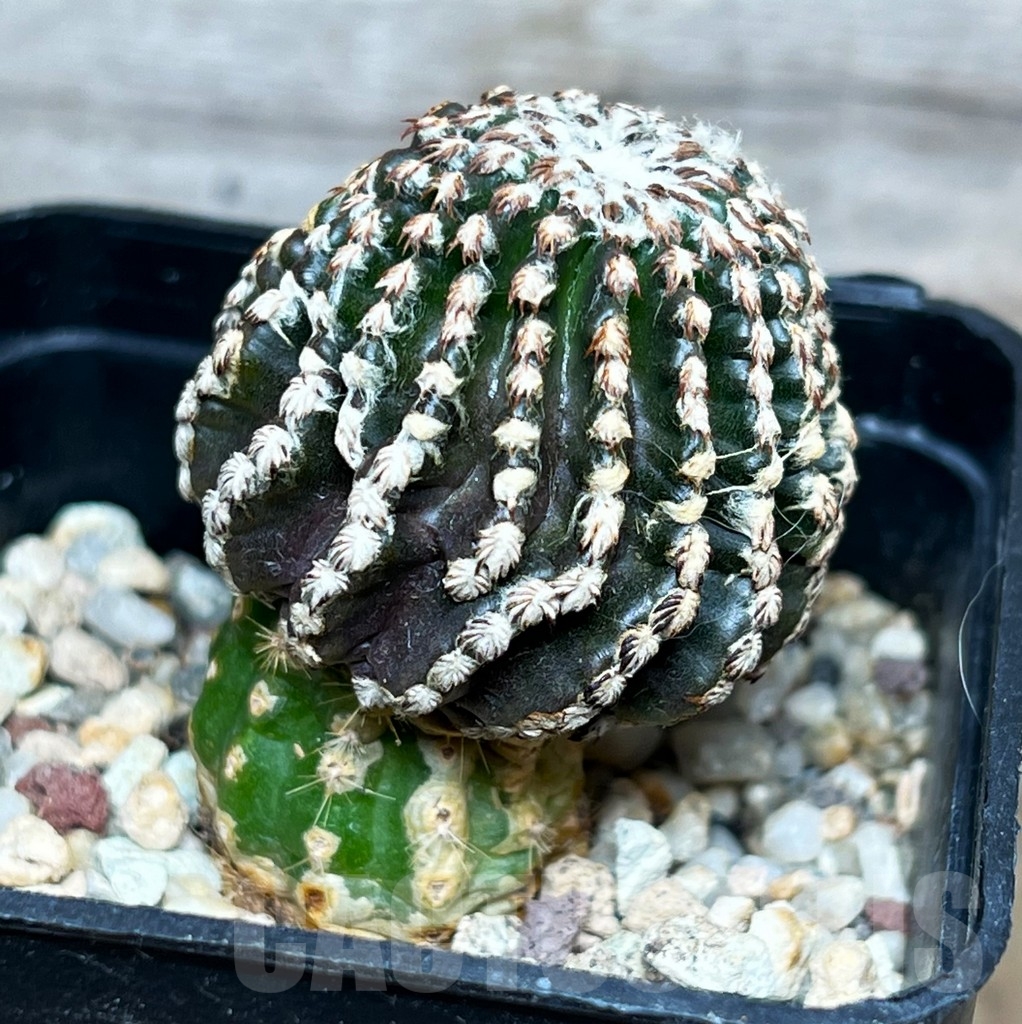 SHP15795 Discocactus horstii, grafted