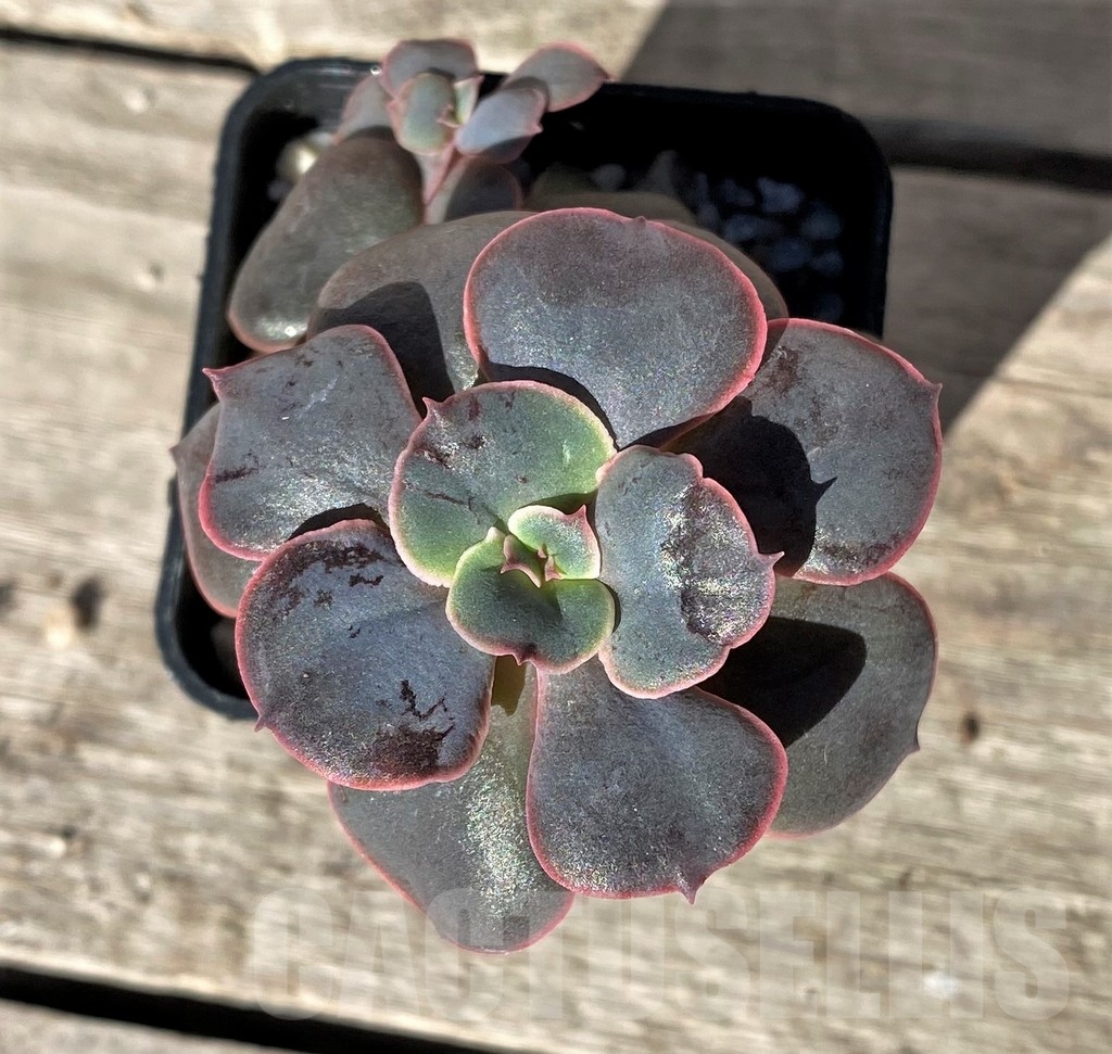 SHPR15735 Echeveria sp.
