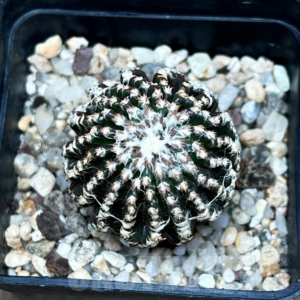 SHP15795 Discocactus horstii, grafted - Image 2