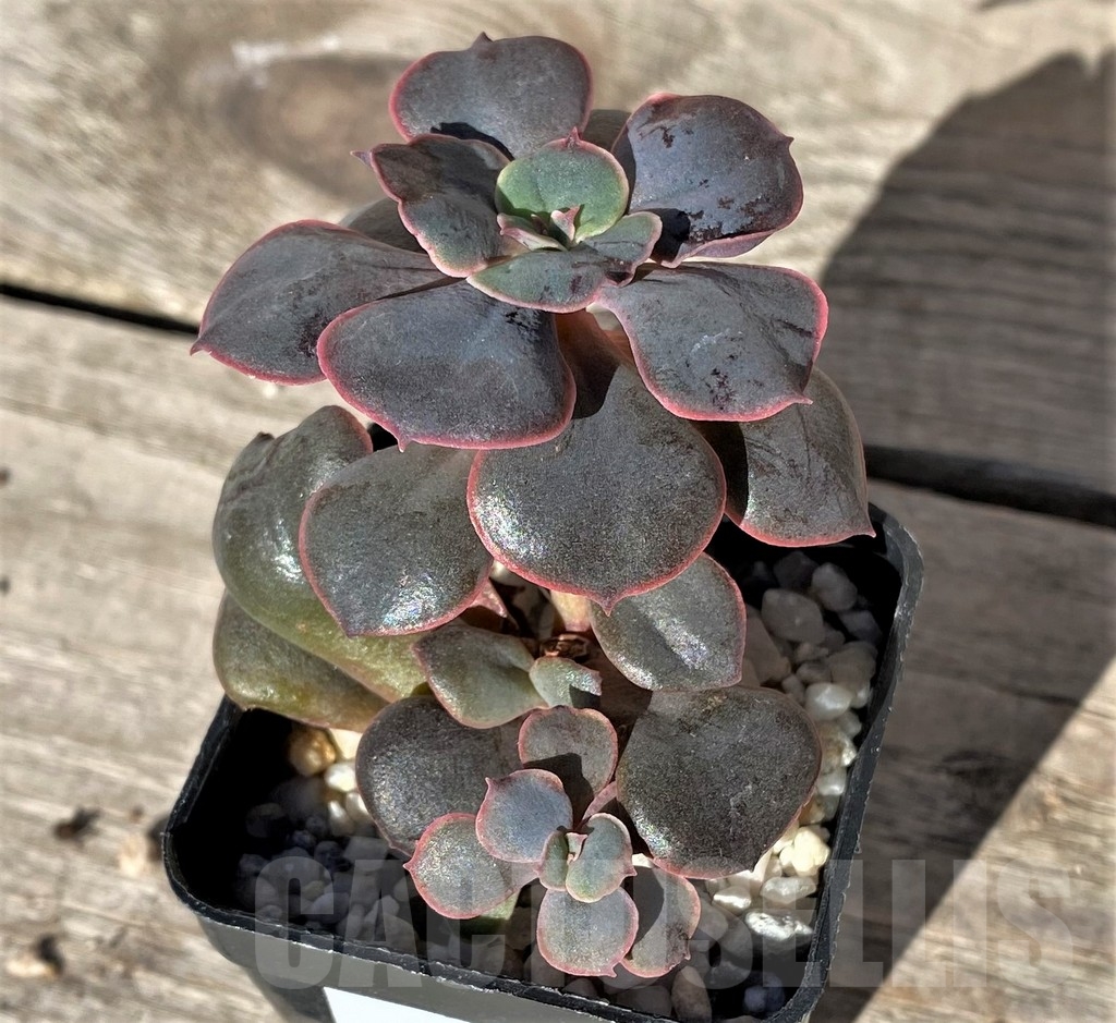 SHPR15735 Echeveria sp. - Image 2