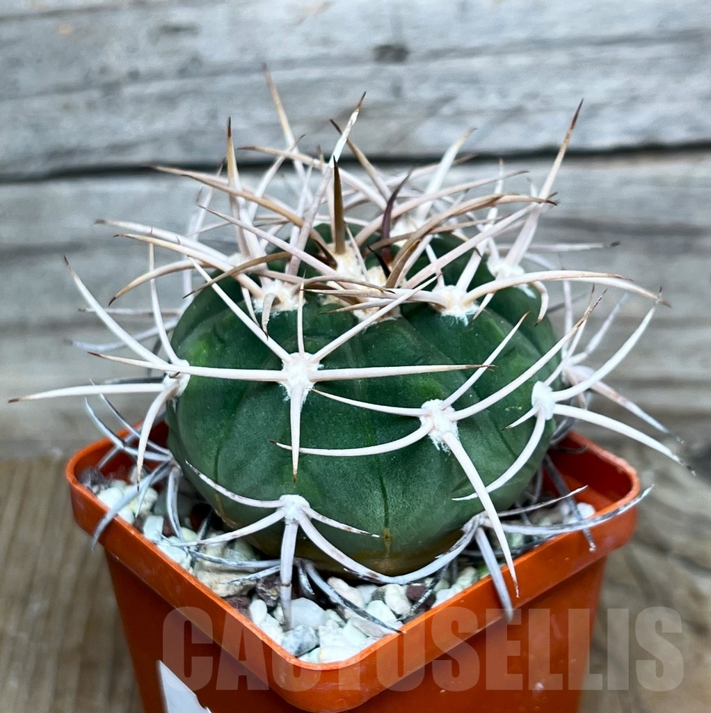 SHP15797 Gymnocalycium mazanense v. polycephalum P 223
