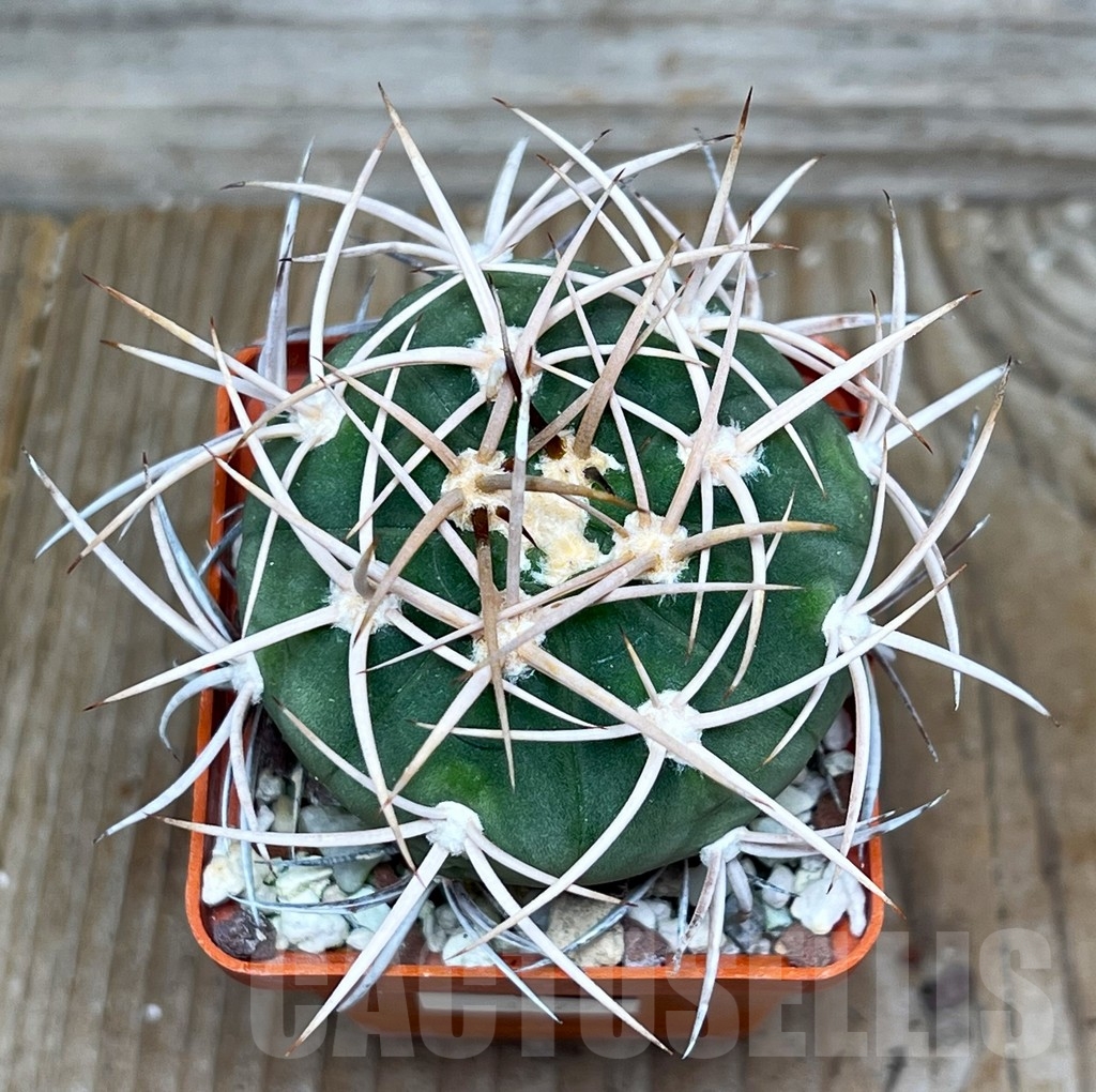 SHP15797 Gymnocalycium mazanense v. polycephalum P 223 - Image 2