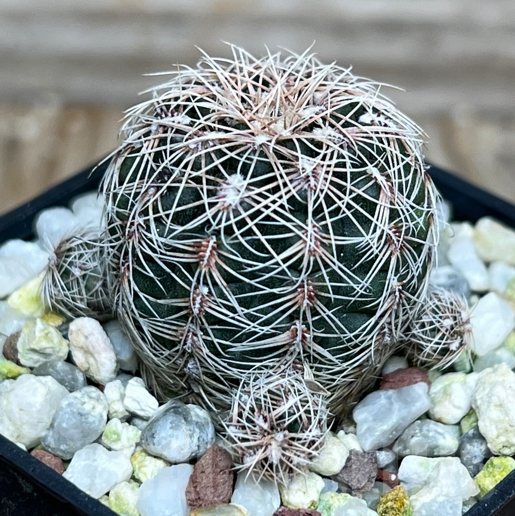 SHP15800 Gymnocalycium bruchii schimmadae GN731
