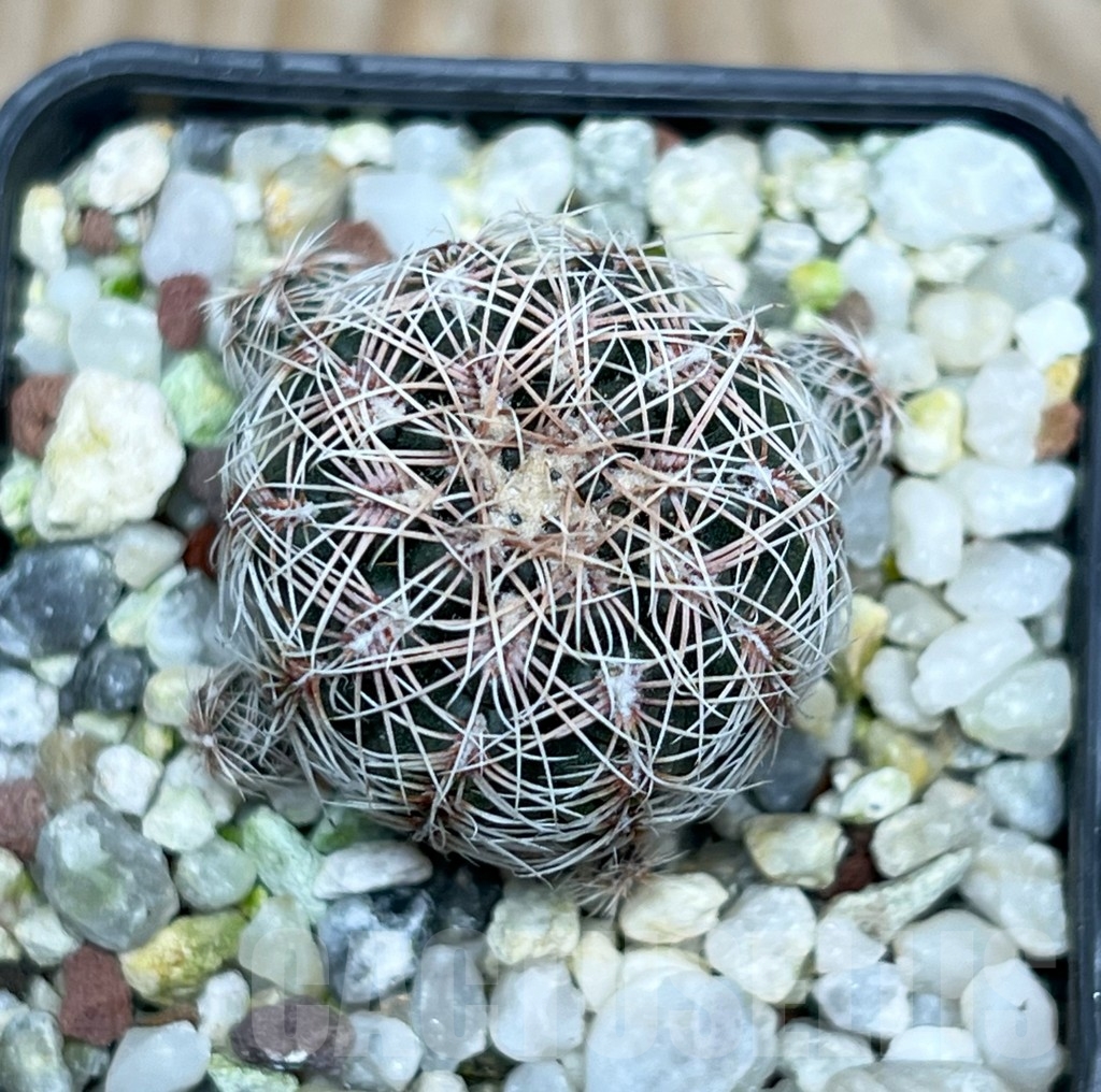 SHP15800 Gymnocalycium bruchii schimmadae GN731 - immagine 2