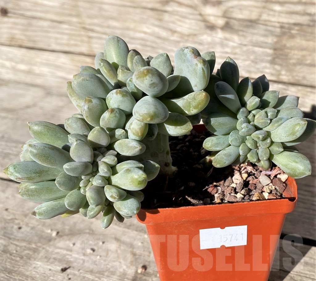 SHPR15741 Echeveria f. cristata