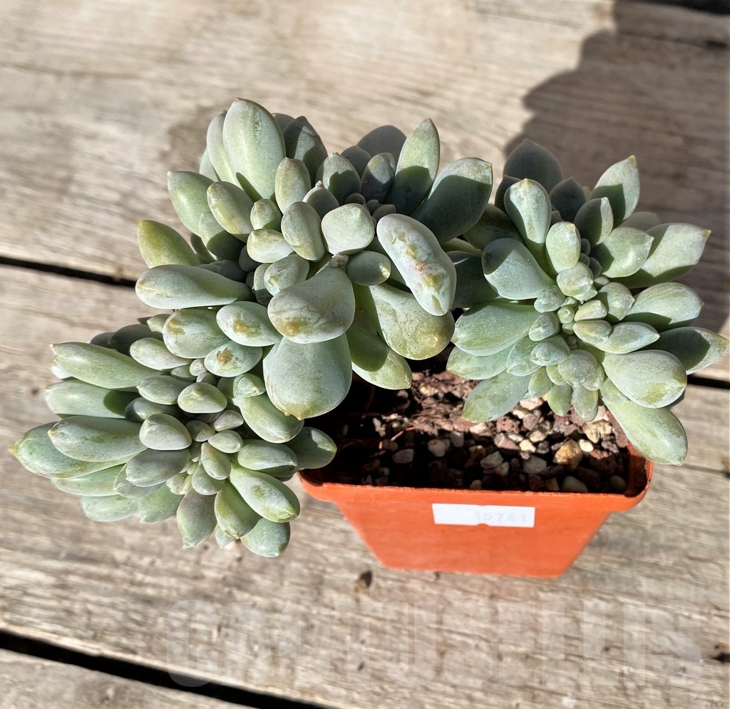 SHPR15741 Echeveria f. cristata - Obrázek 2