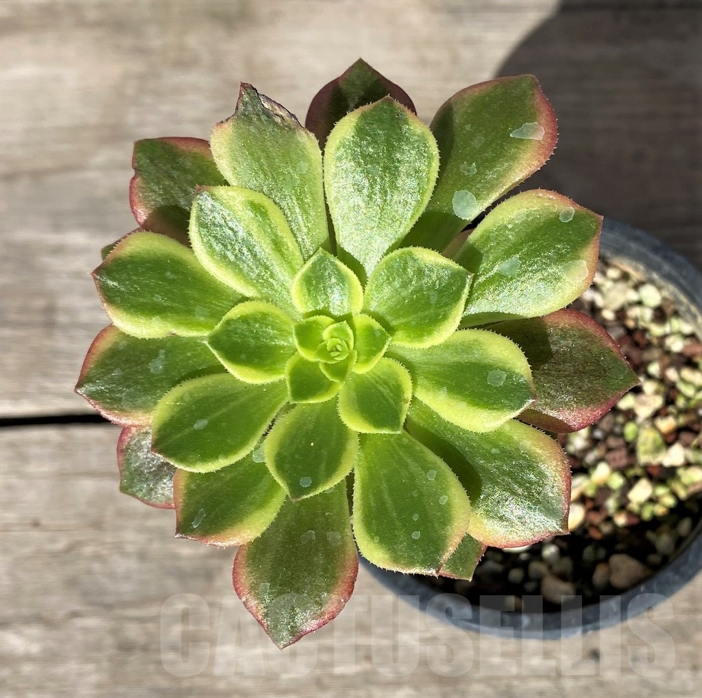 SHPR15743 Aeonium 'Halloween' f. variegata