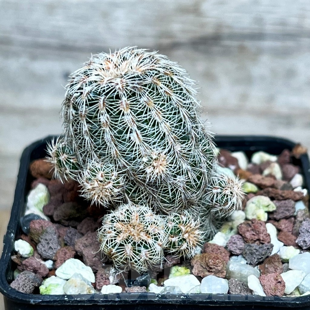 SHP15804 Gymnocalycium bruchii pawlovskyi VG 545