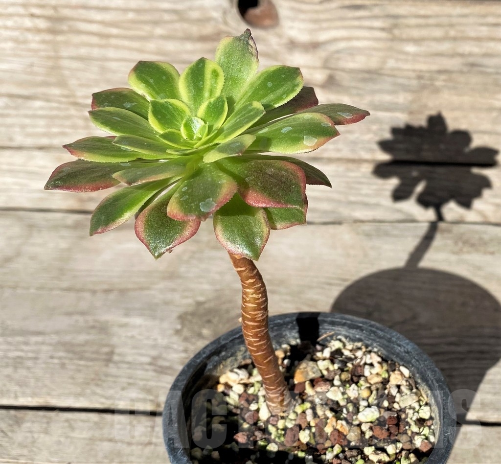 SHPR15743 Aeonium 'Halloween' f. variegata - Obrázek 2