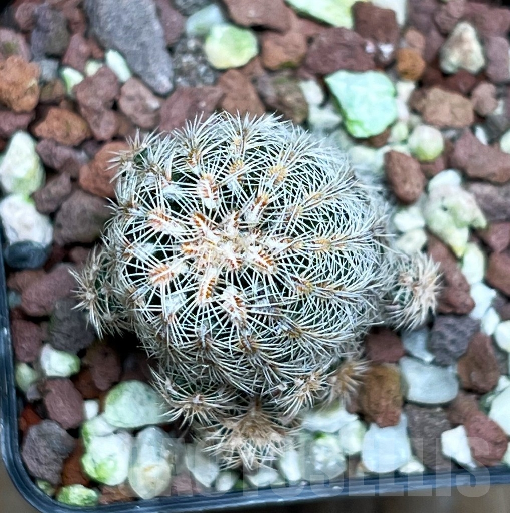 SHP15804 Gymnocalycium bruchii pawlovskyi VG 545 - immagine 2