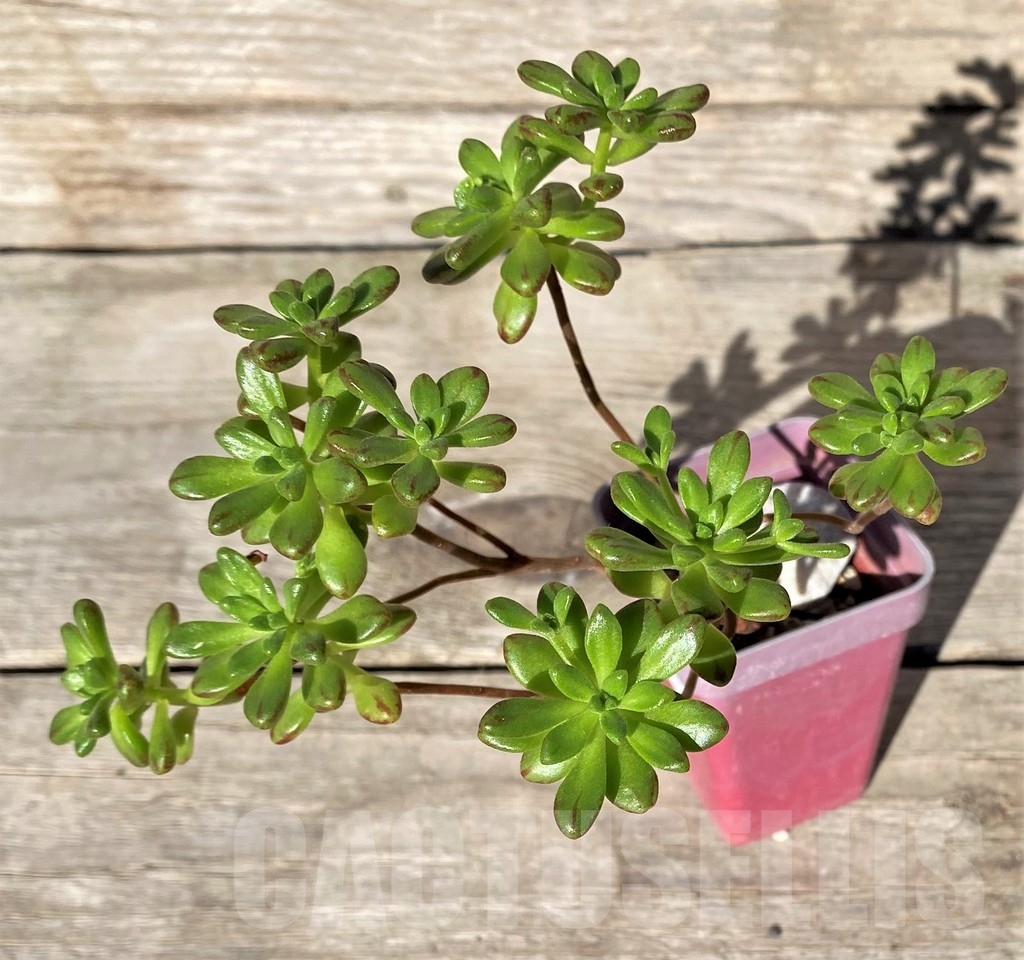 SHPR15744 Aeonium sedifolium