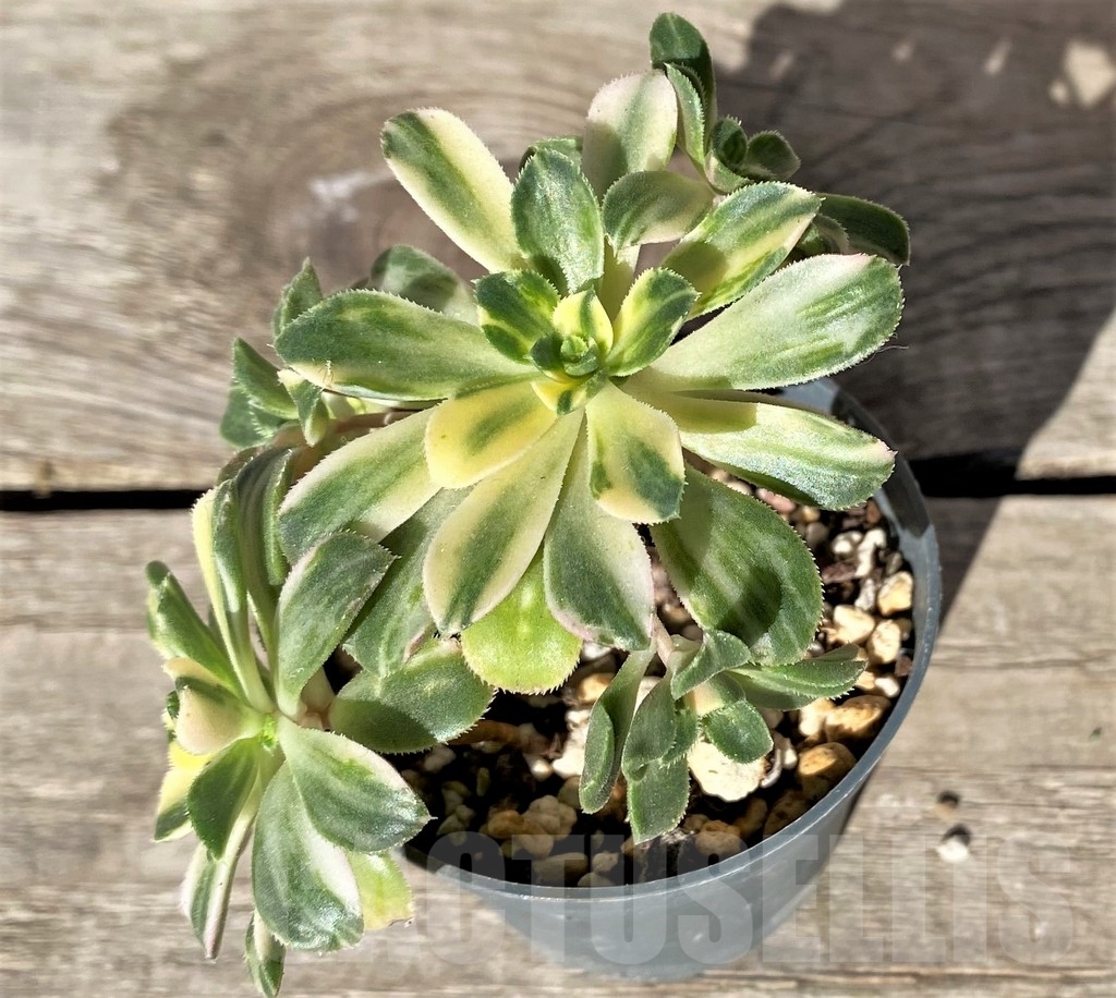 SHPR15746 Aeonium castello-paivae - Image 2