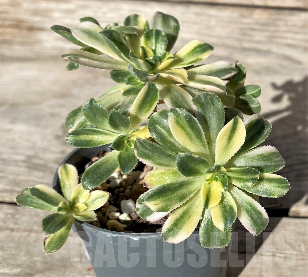 SHPR15746 Aeonium castello-paivae