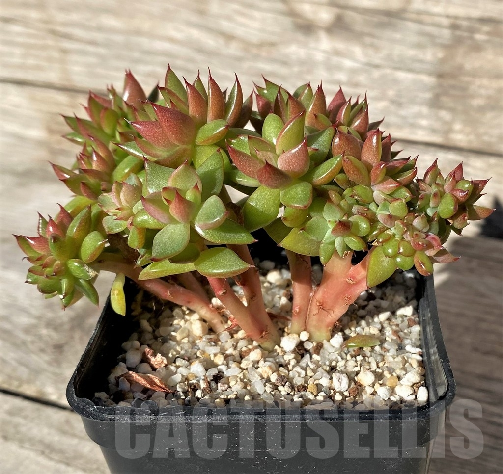 SHPR15751 Echeveria agavoides f. cristata