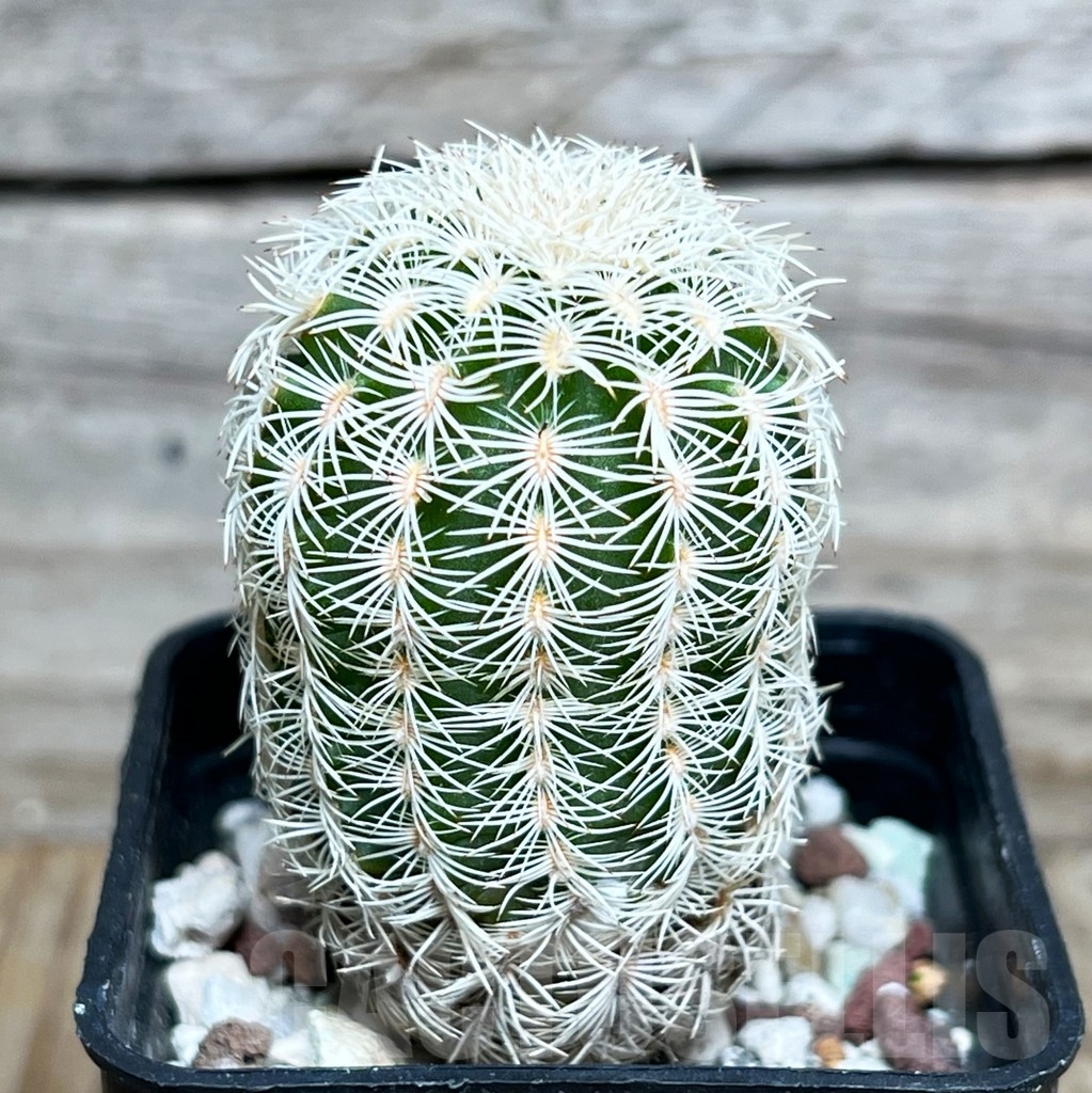 SHP15811 Echinocereus reichenbachii SB 387-M 6