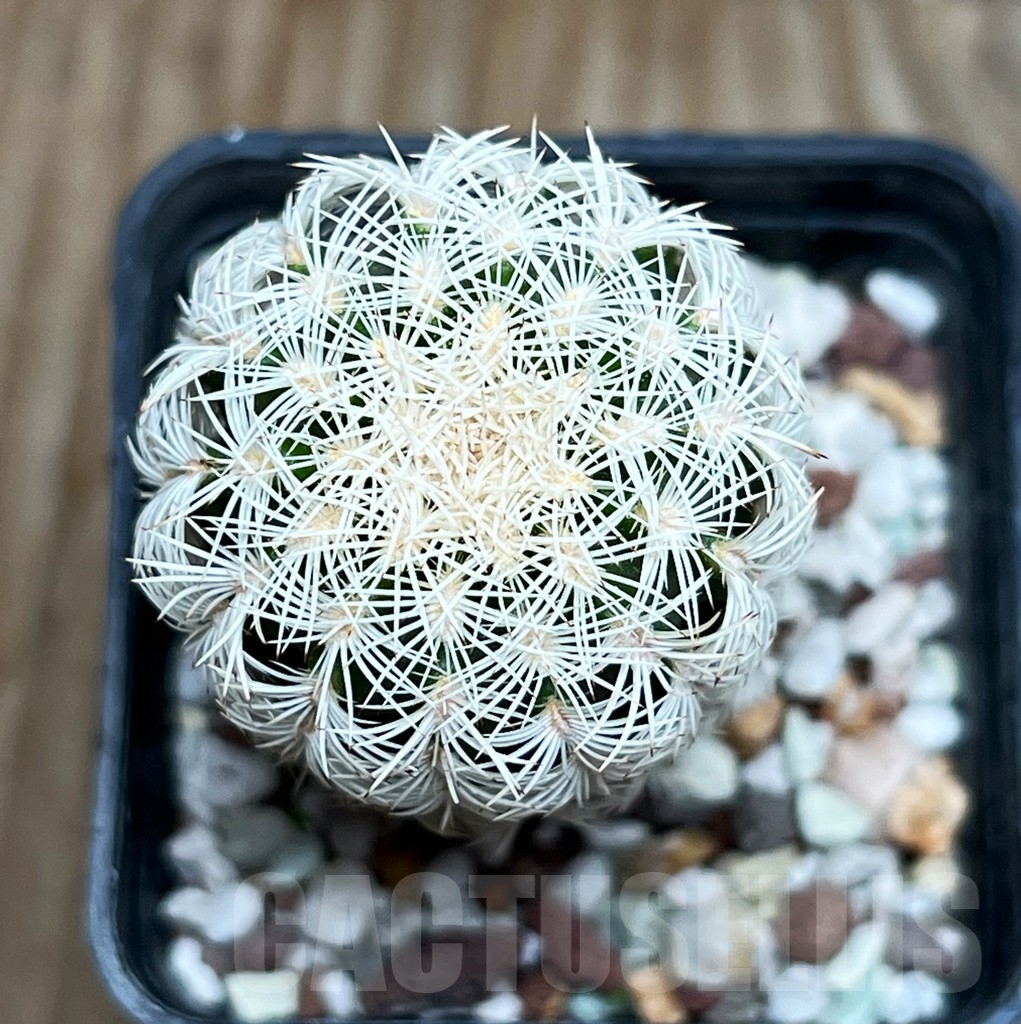SHP15811 Echinocereus reichenbachii SB 387-M 6 - Image 2