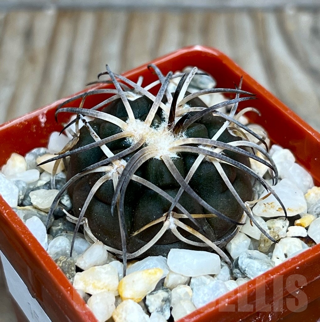 SHP15813 Gymnocalycium spegazzinii v. major - Image 2