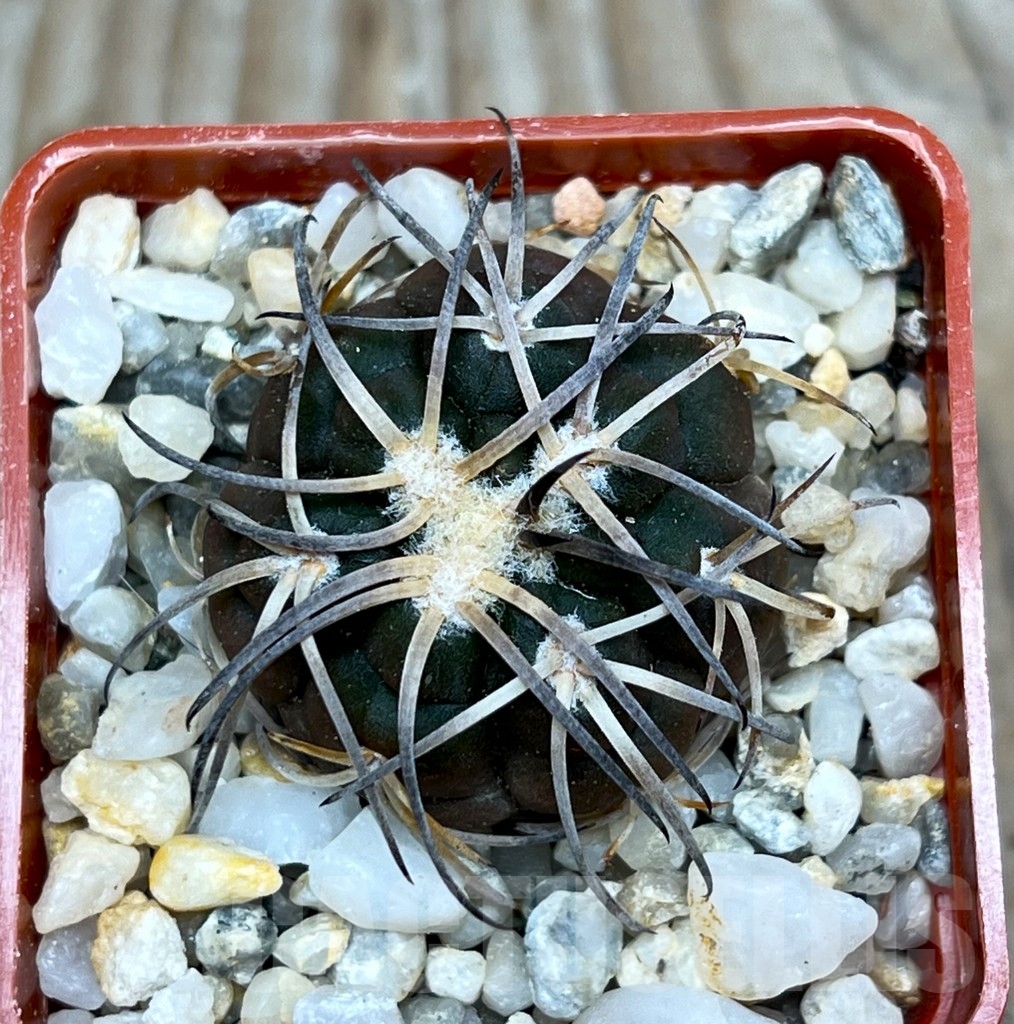 SHP15813 Gymnocalycium spegazzinii v. major