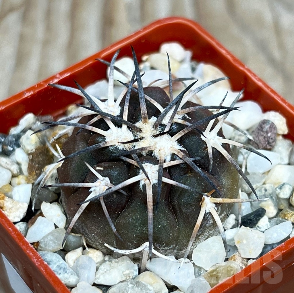 SHP15814 Gymnocalycium spegazzinii v. major - Image 2
