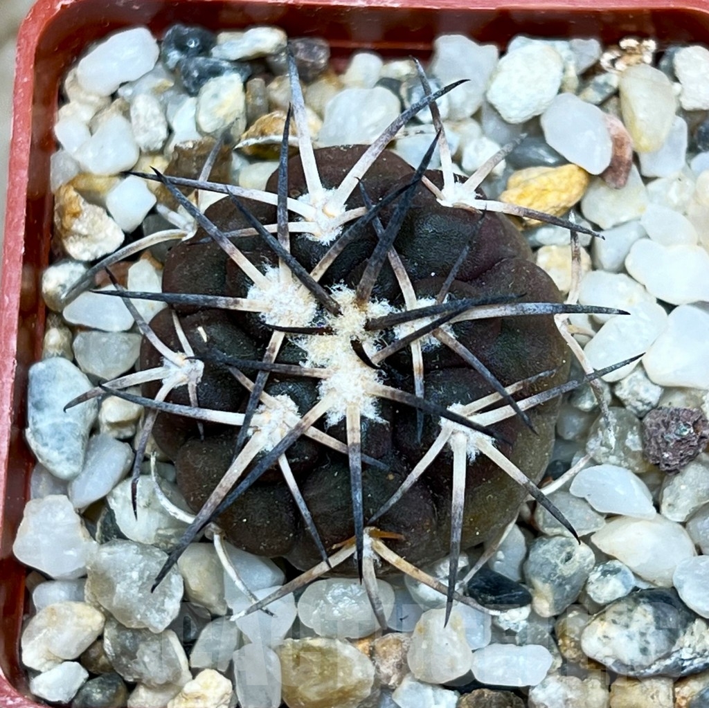 SHP15814 Gymnocalycium spegazzinii v. major