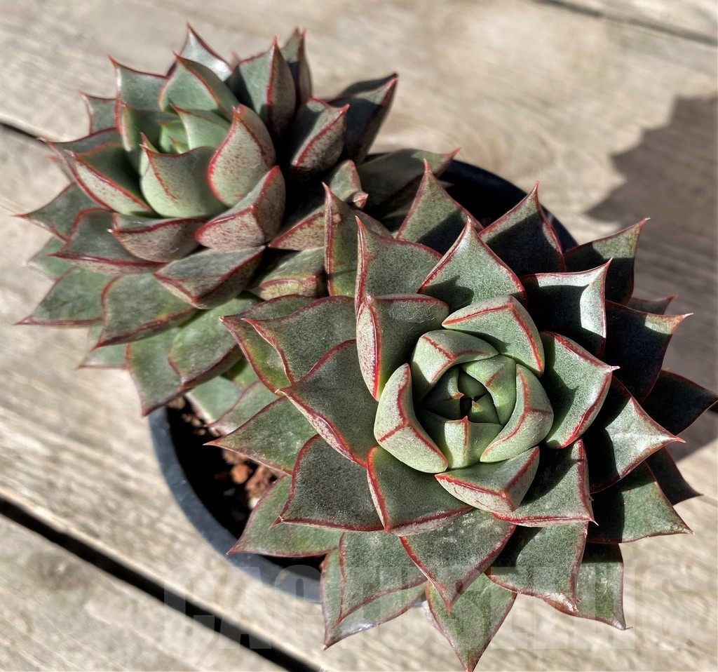 SHPR15761 Echeveria purpusorum hybrid