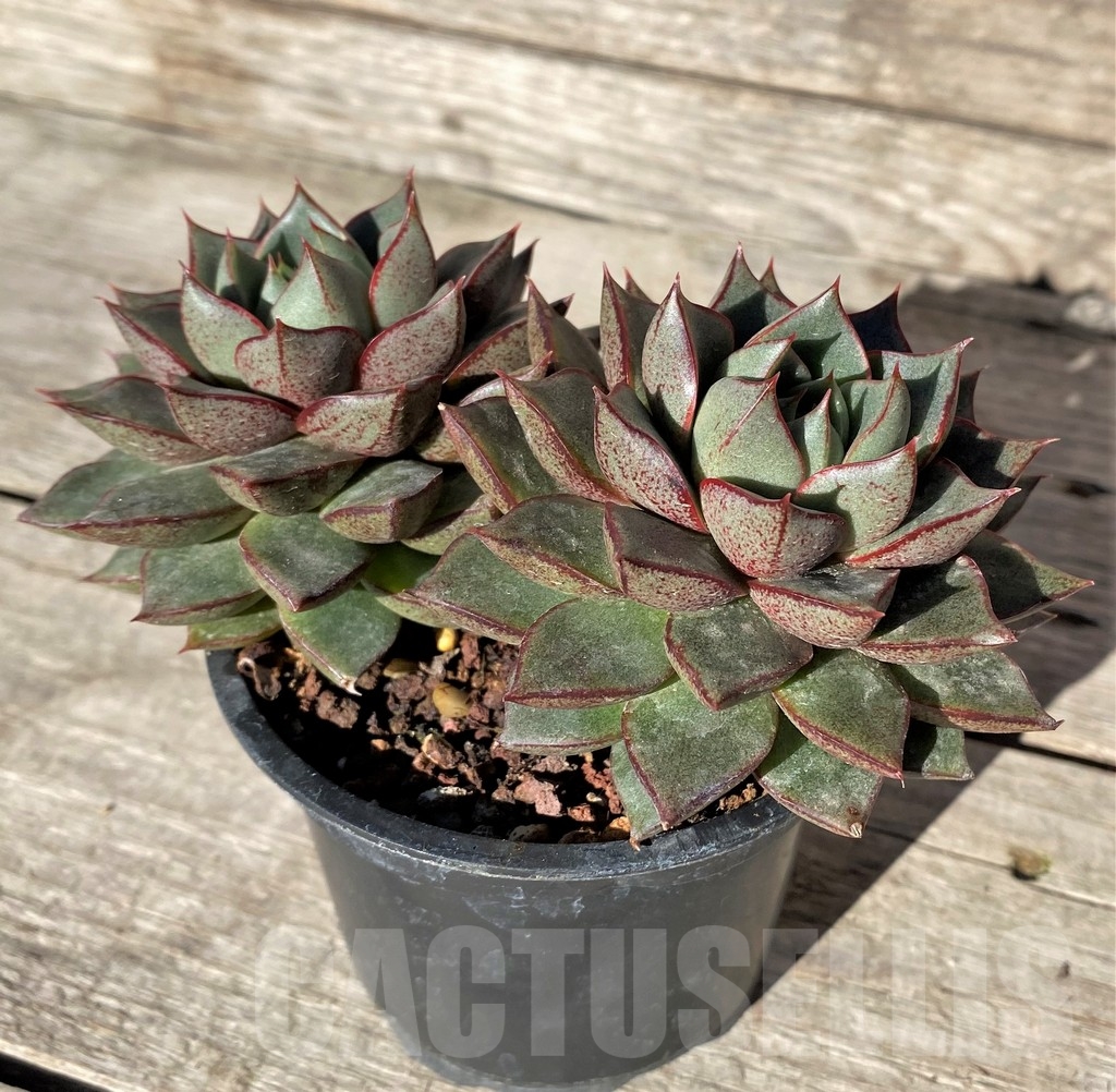 SHPR15761 Echeveria purpusorum hybrid - immagine 2