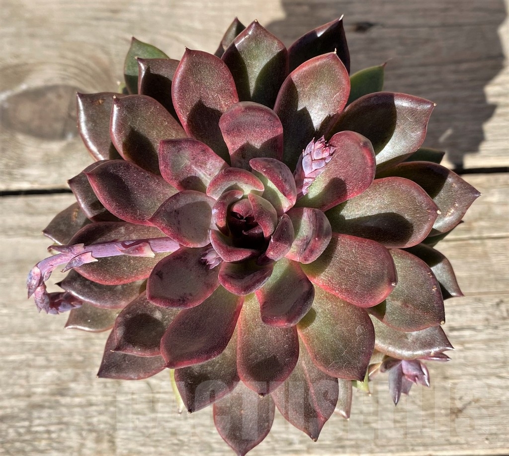 SHPR15763 Echeveria 'Black Rose' hybrid