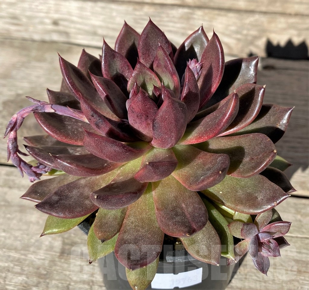 SHPR15763 Echeveria 'Black Rose' hybrid - immagine 2