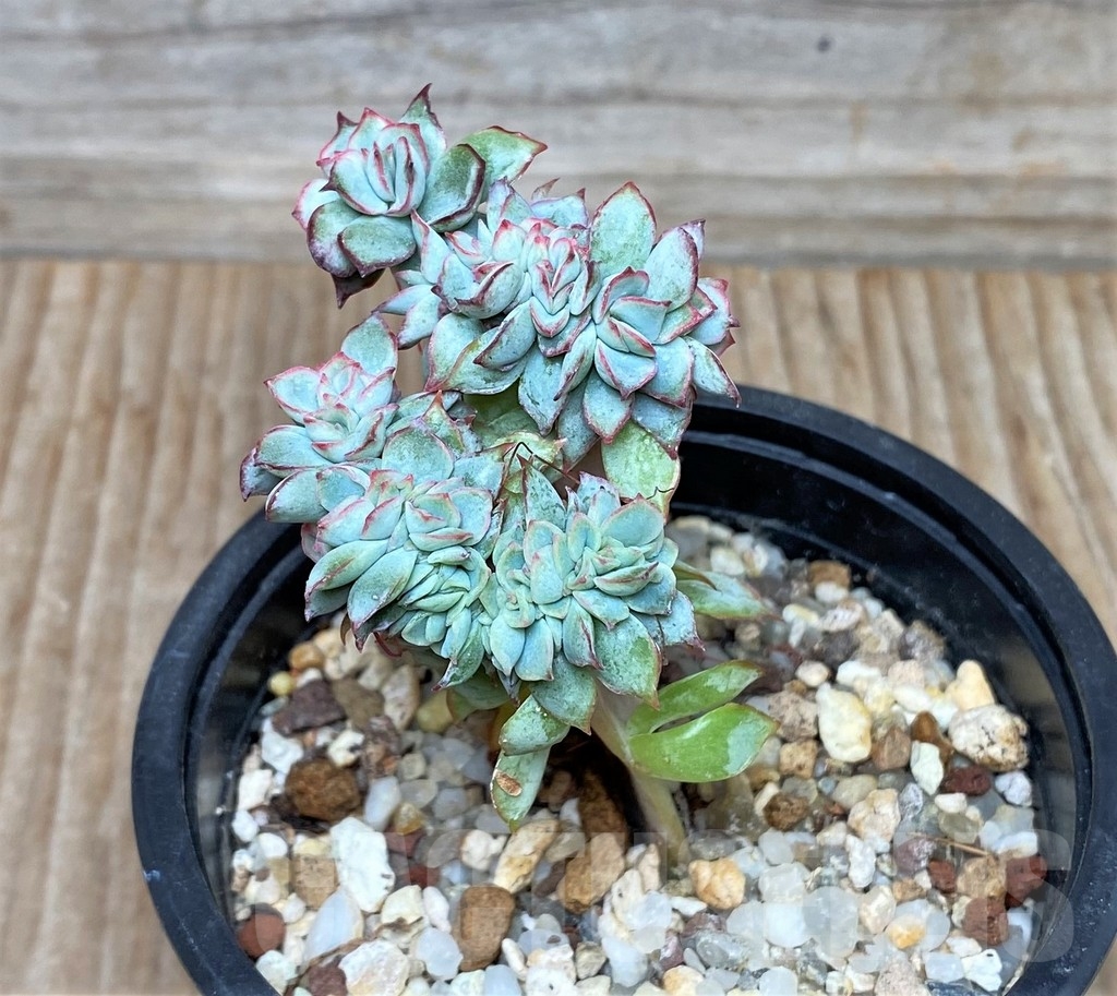 SHPR15819 Echeveria pulidonis f. cristata