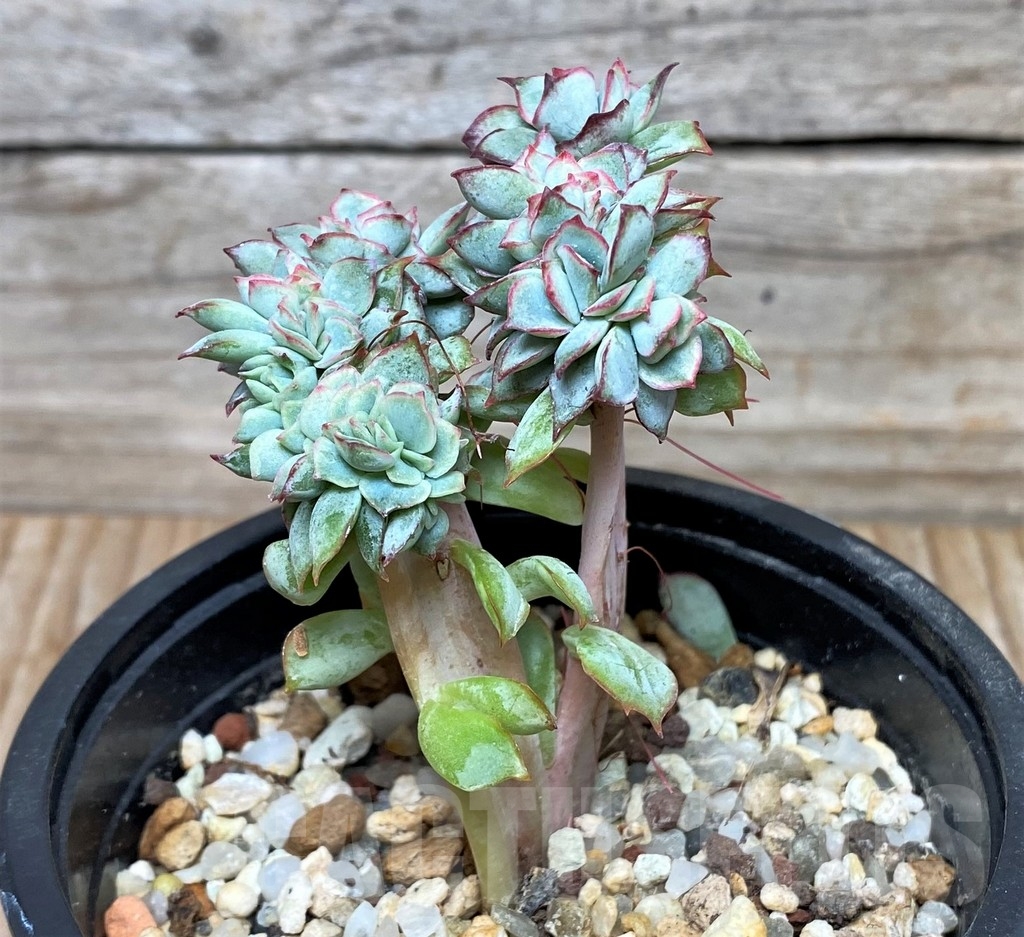 SHPR15819 Echeveria pulidonis f. cristata - Image 2