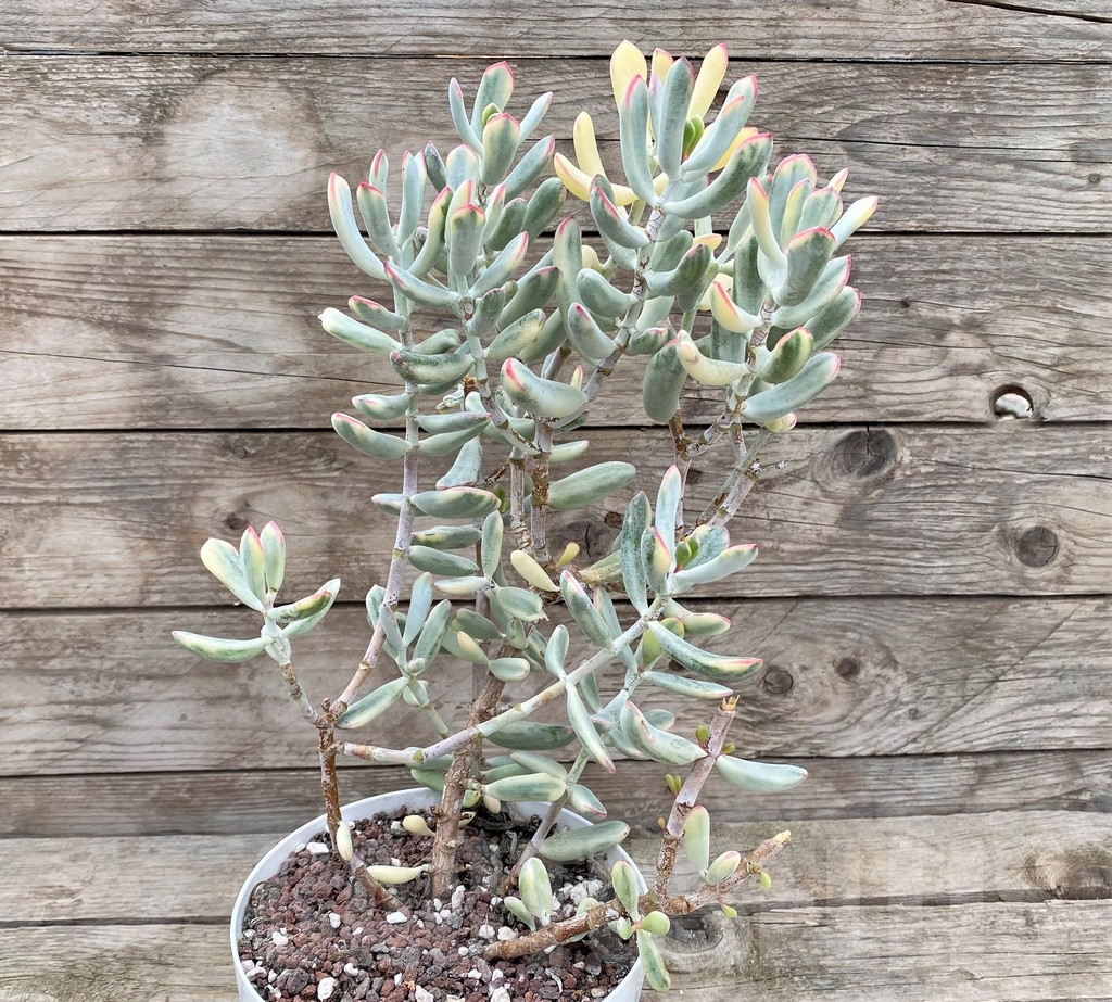 SHPR15825 Cotyledon orbiculata f. variegata, long leaf - immagine 3