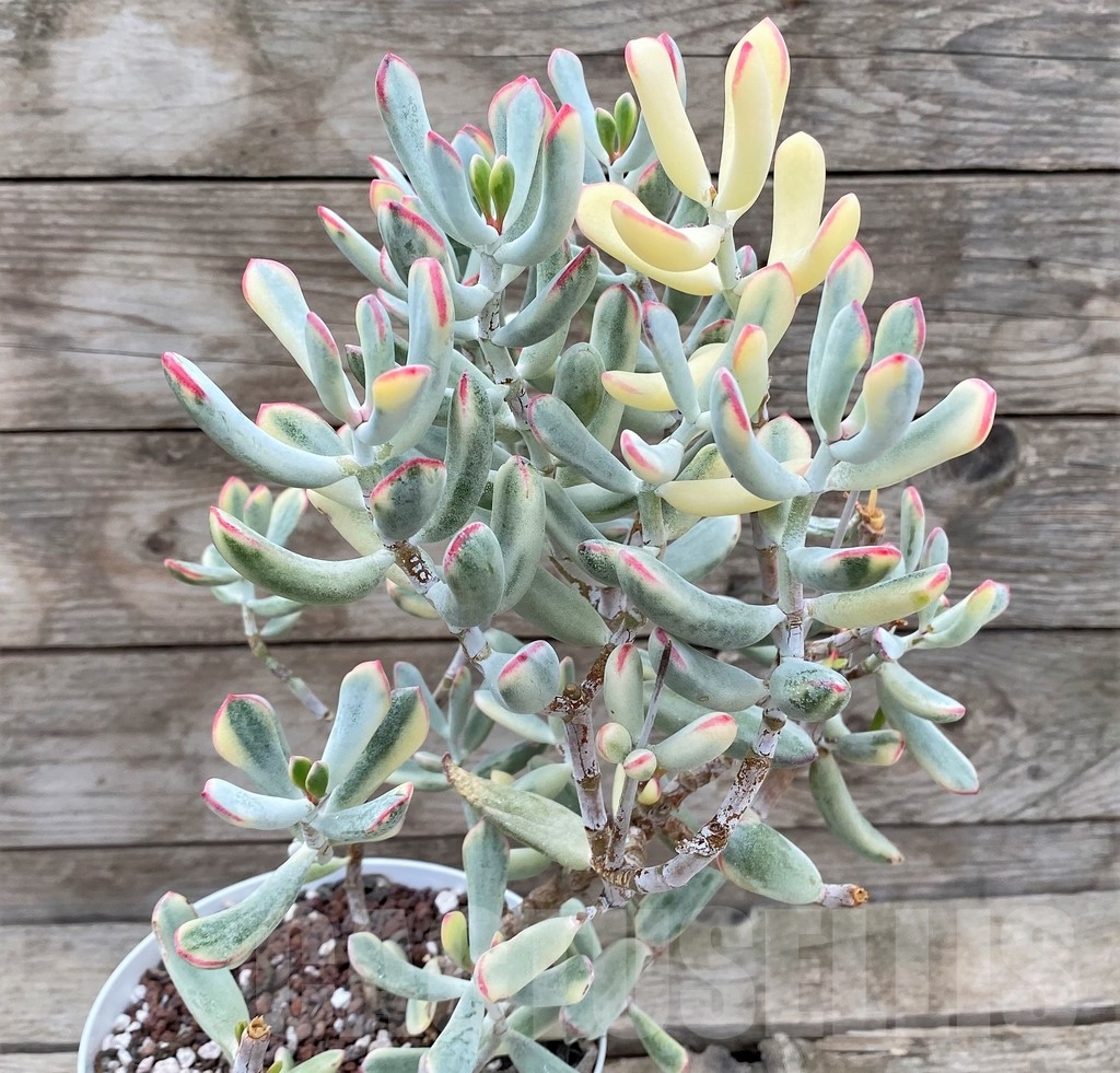 SHPR15825 Cotyledon orbiculata f. variegata, long leaf - immagine 2