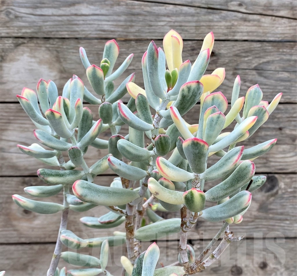 SHPR15825 Cotyledon orbiculata f. variegata, long leaf