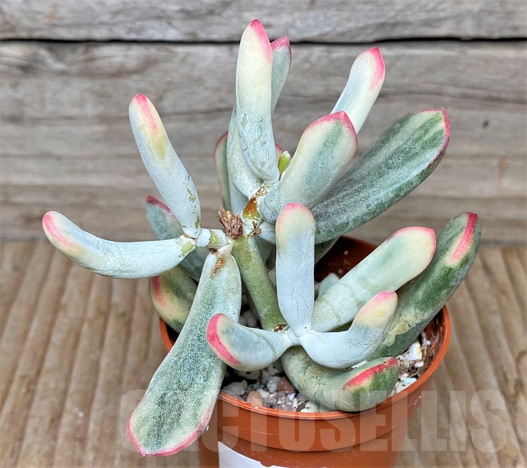 SHPR15827 Cotyledon orbiculata f. variegata, long leaf